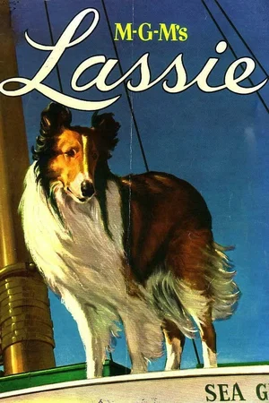 Affiche de la saga : MGM's Lassie Collection
