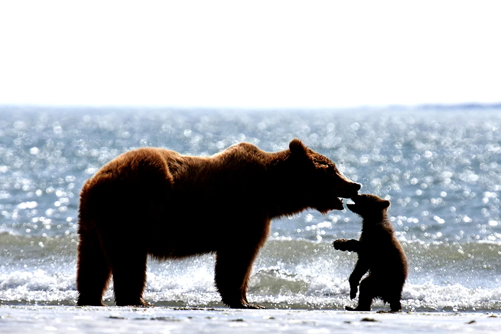 Photo 2 du film : Grizzly 