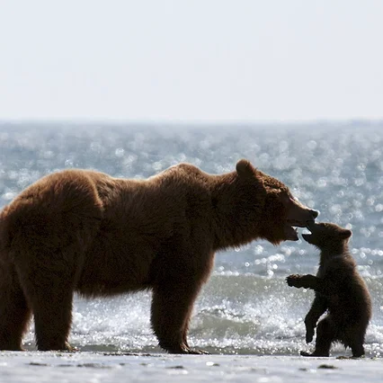Miniature photo du film : Grizzly 