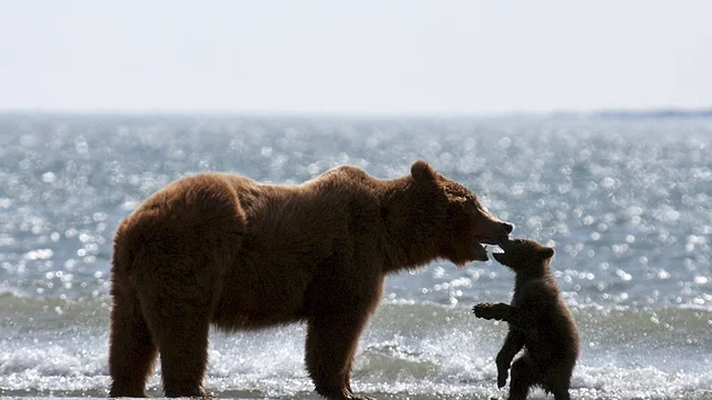 Photo du film : Grizzly 