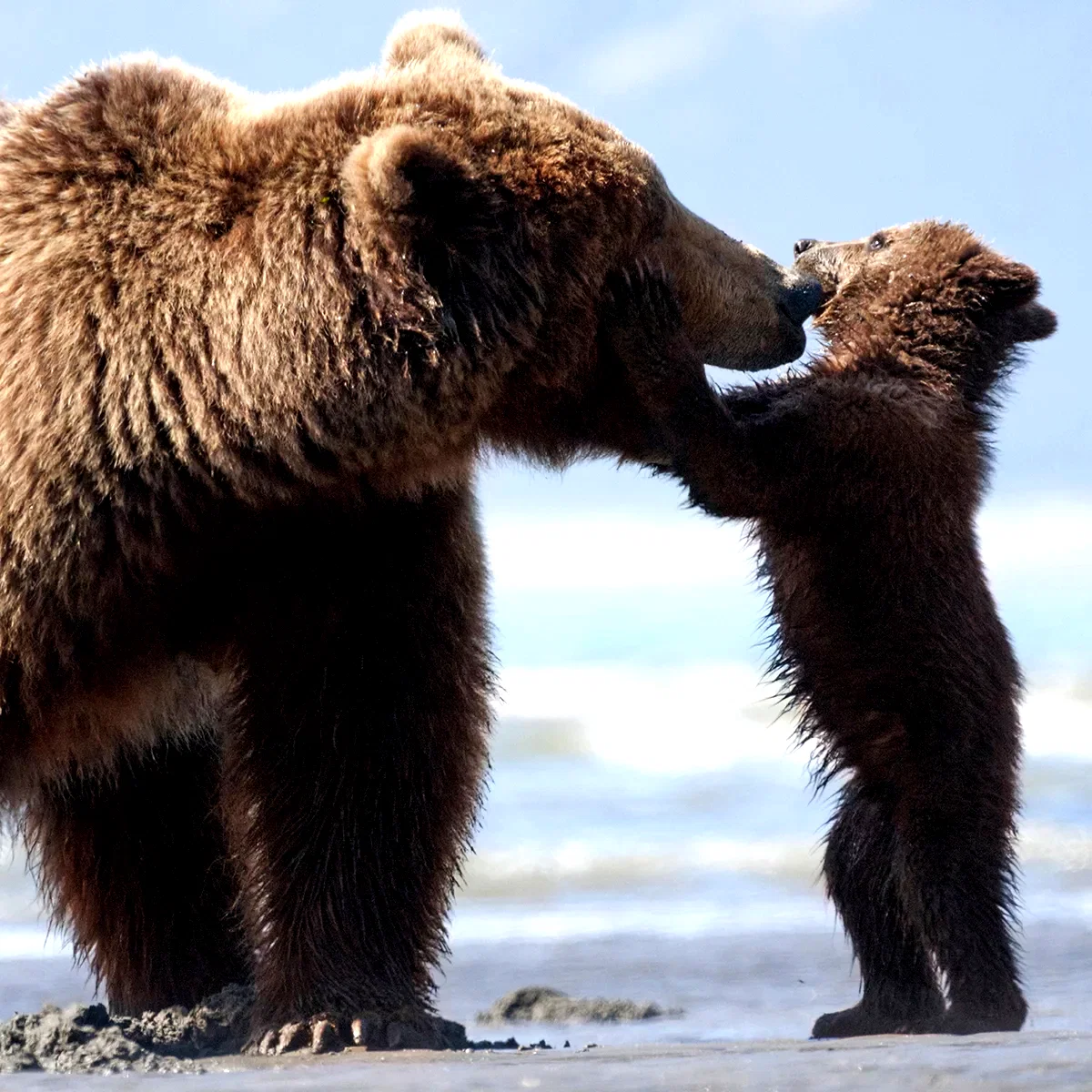 Photo 3 du film : Grizzly 