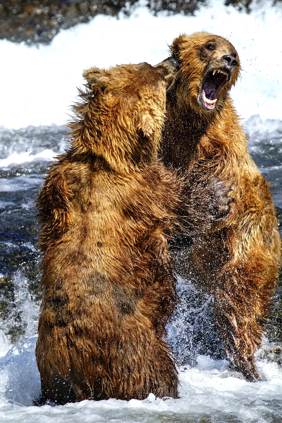 Photo 4 du film : Grizzly 