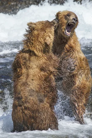 Photo du film : Grizzly 