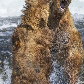 Photo du film : Grizzly 