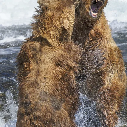 Miniature photo du film : Grizzly 