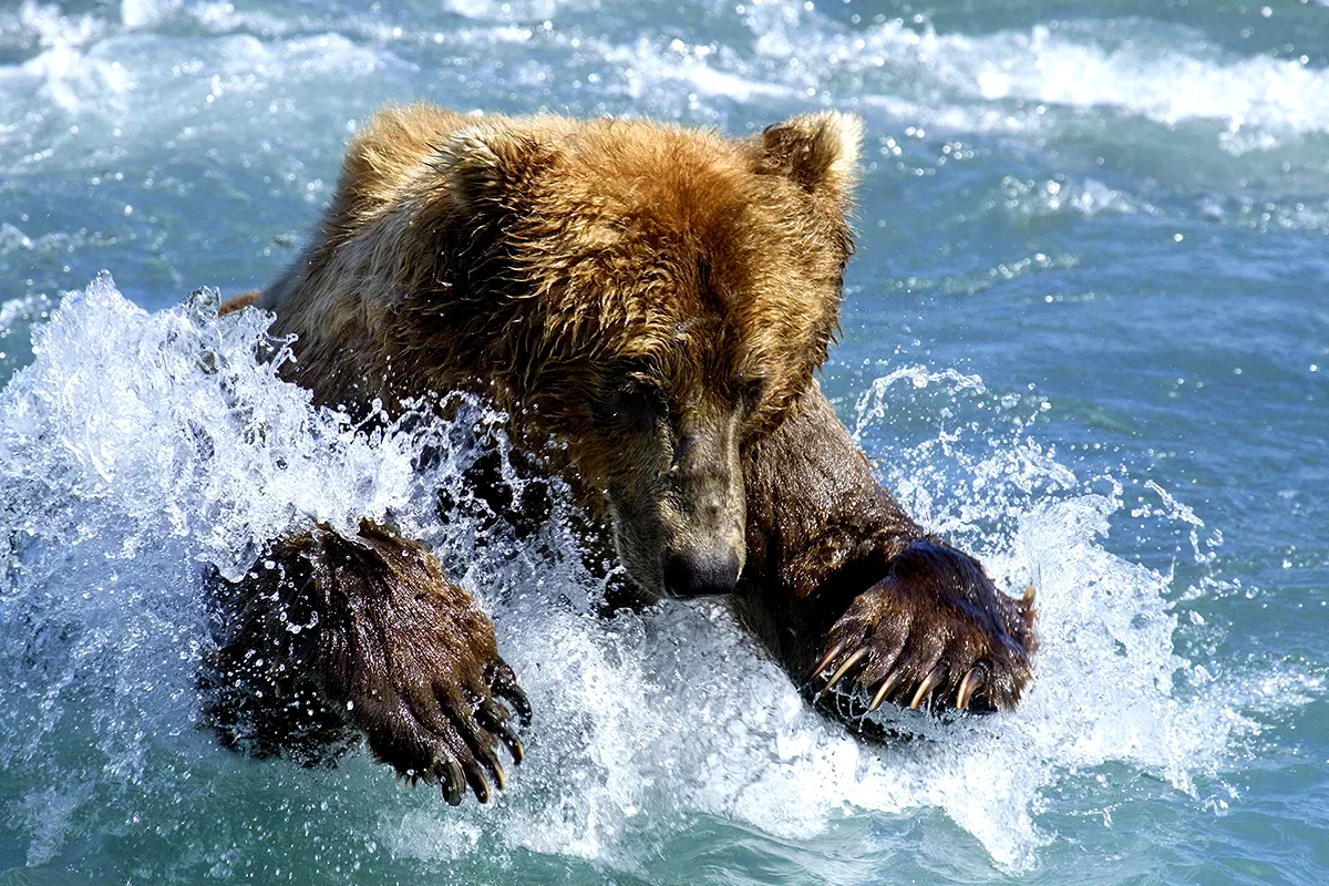 Photo 5 du film : Grizzly 