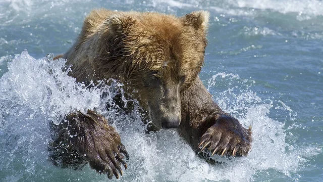 Photo du film : Grizzly 