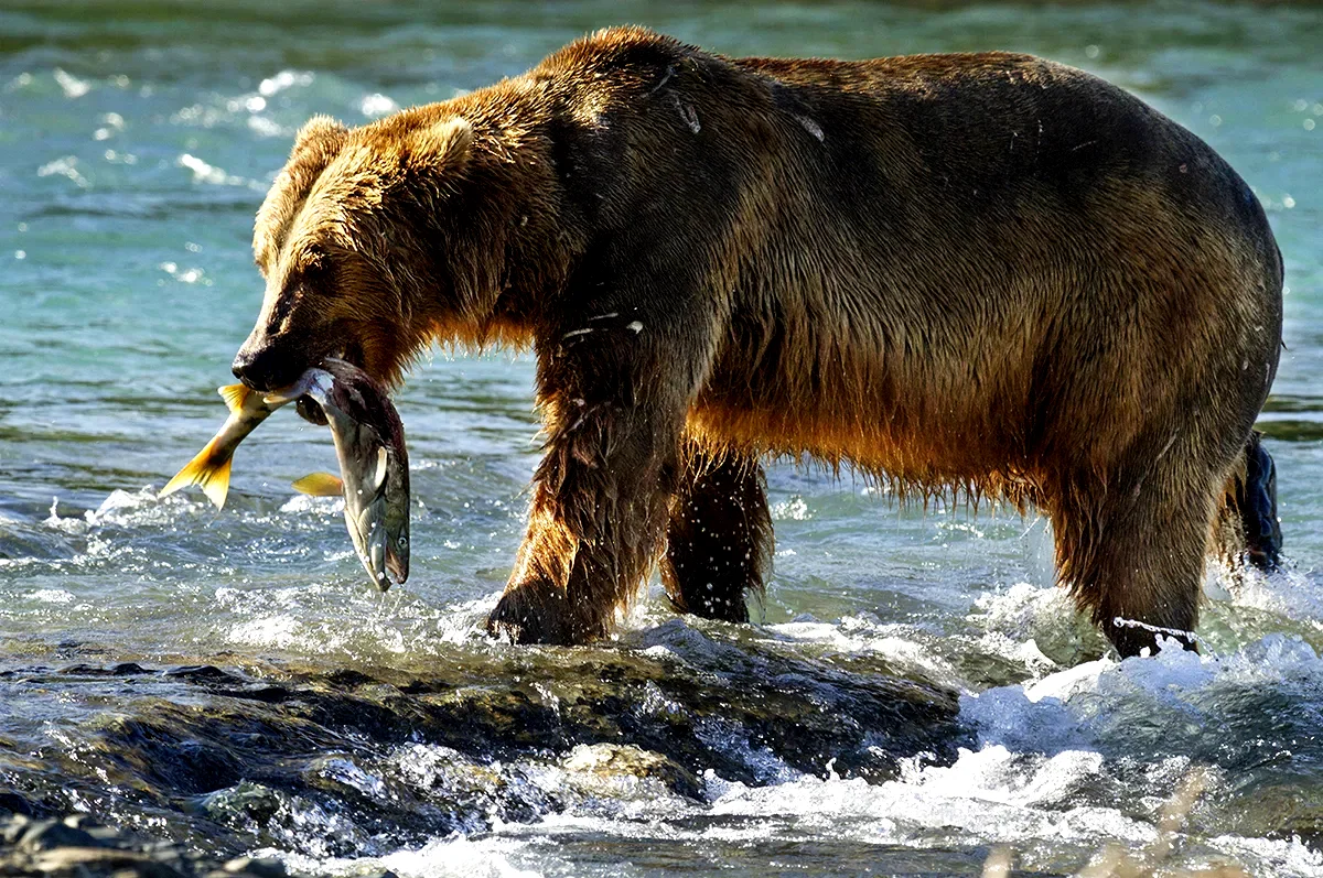 Photo 6 du film : Grizzly 
