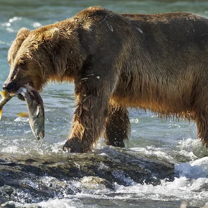 Miniature photo du film : Grizzly 