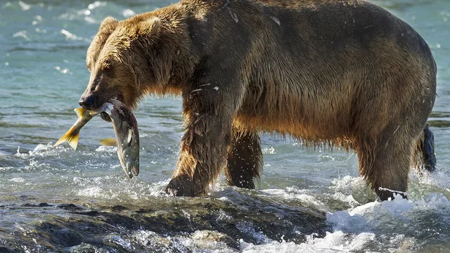 Photo du film : Grizzly 