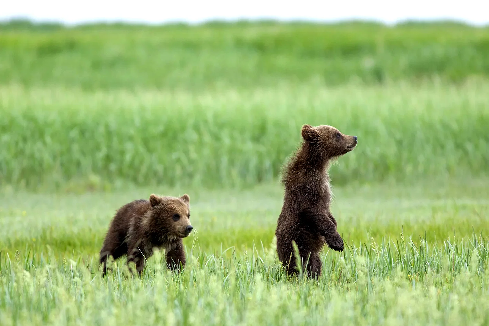 Photo 7 du film : Grizzly 