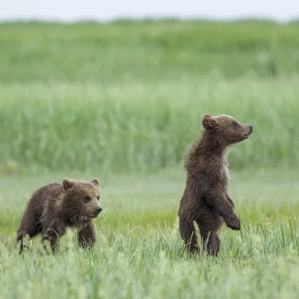 Miniature photo du film : Grizzly 
