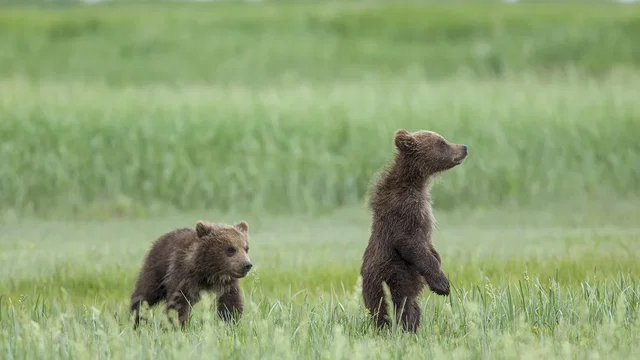 Photo du film : Grizzly 