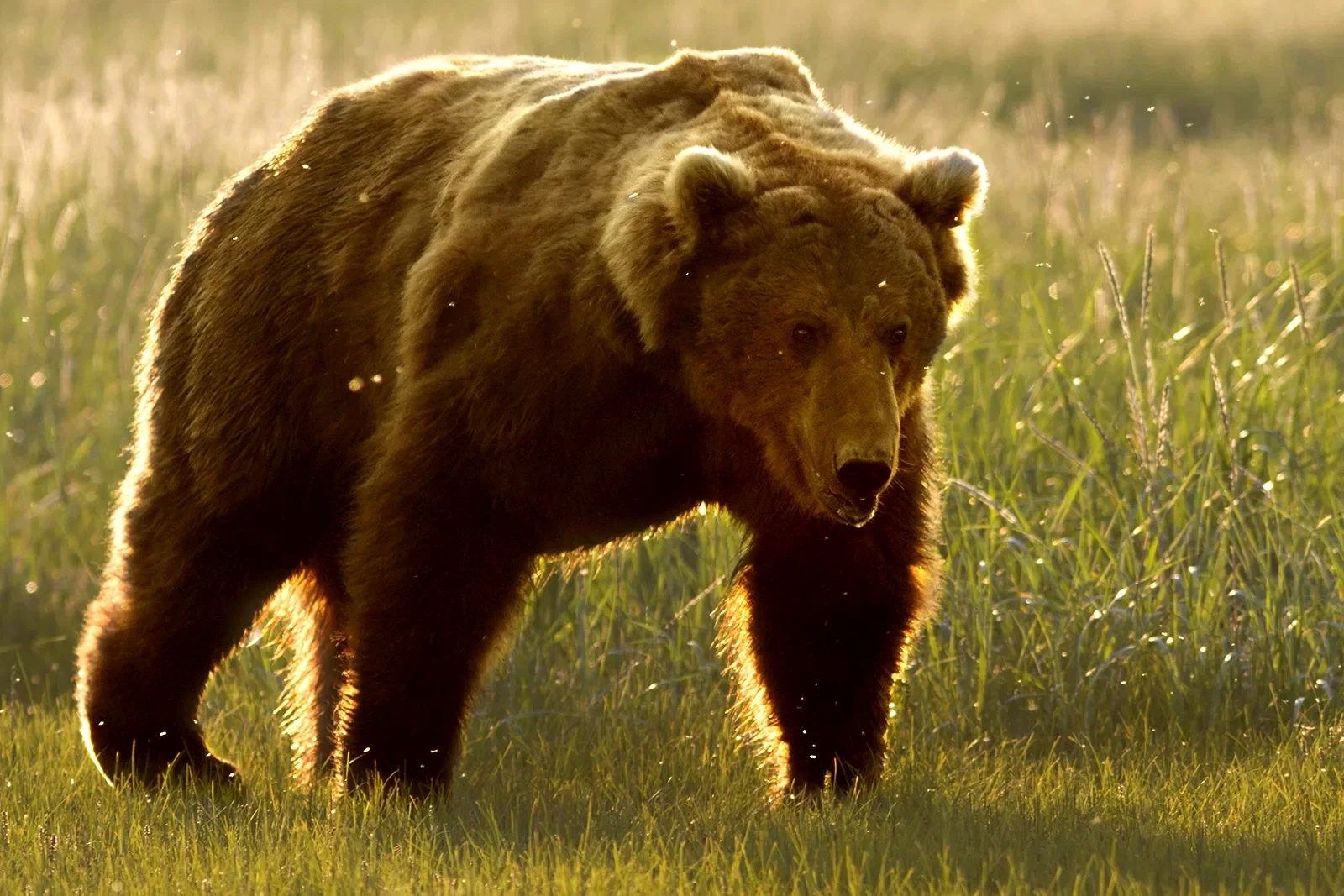 Photo 8 du film : Grizzly 