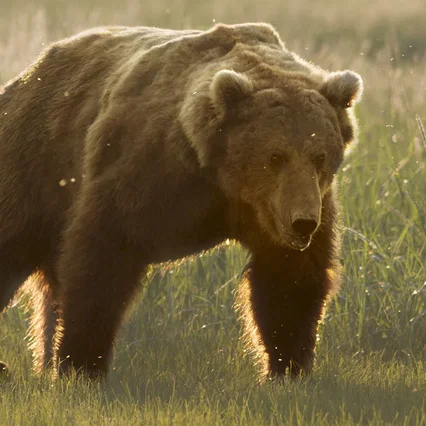 Miniature photo du film : Grizzly 