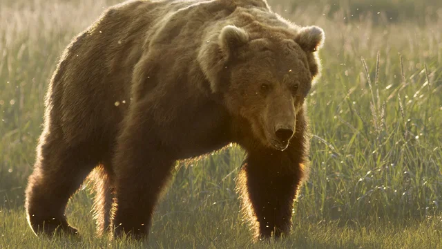 Photo du film : Grizzly 