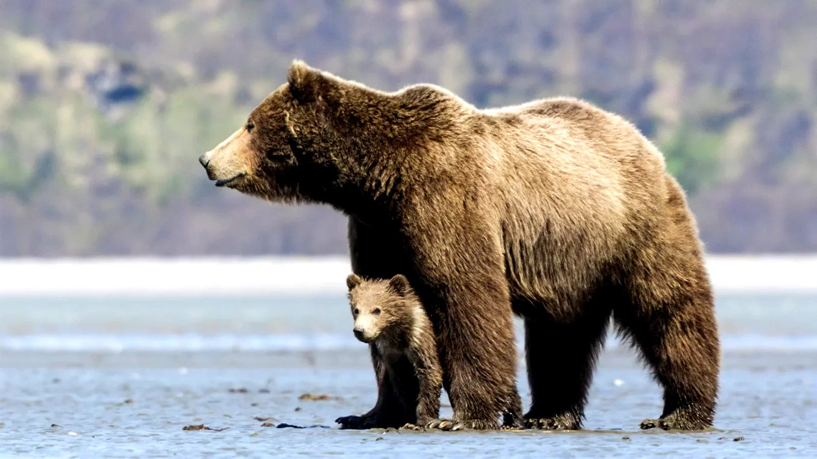 Photo 9 du film : Grizzly 