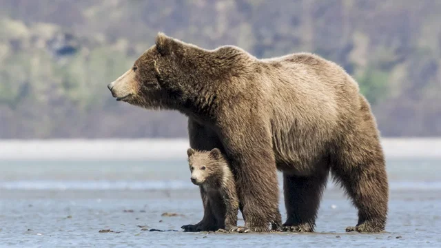 Photo du film : Grizzly 