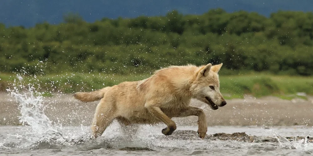 Photo du film : Grizzly 