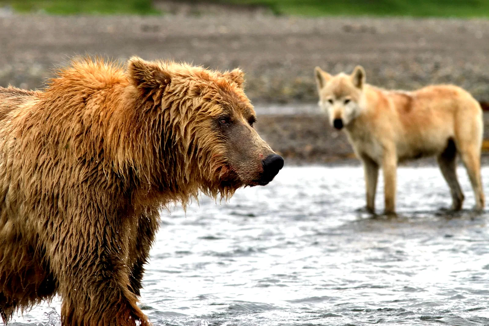 Photo 13 du film : Grizzly 