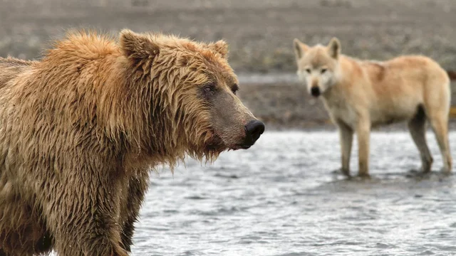 Photo du film : Grizzly 