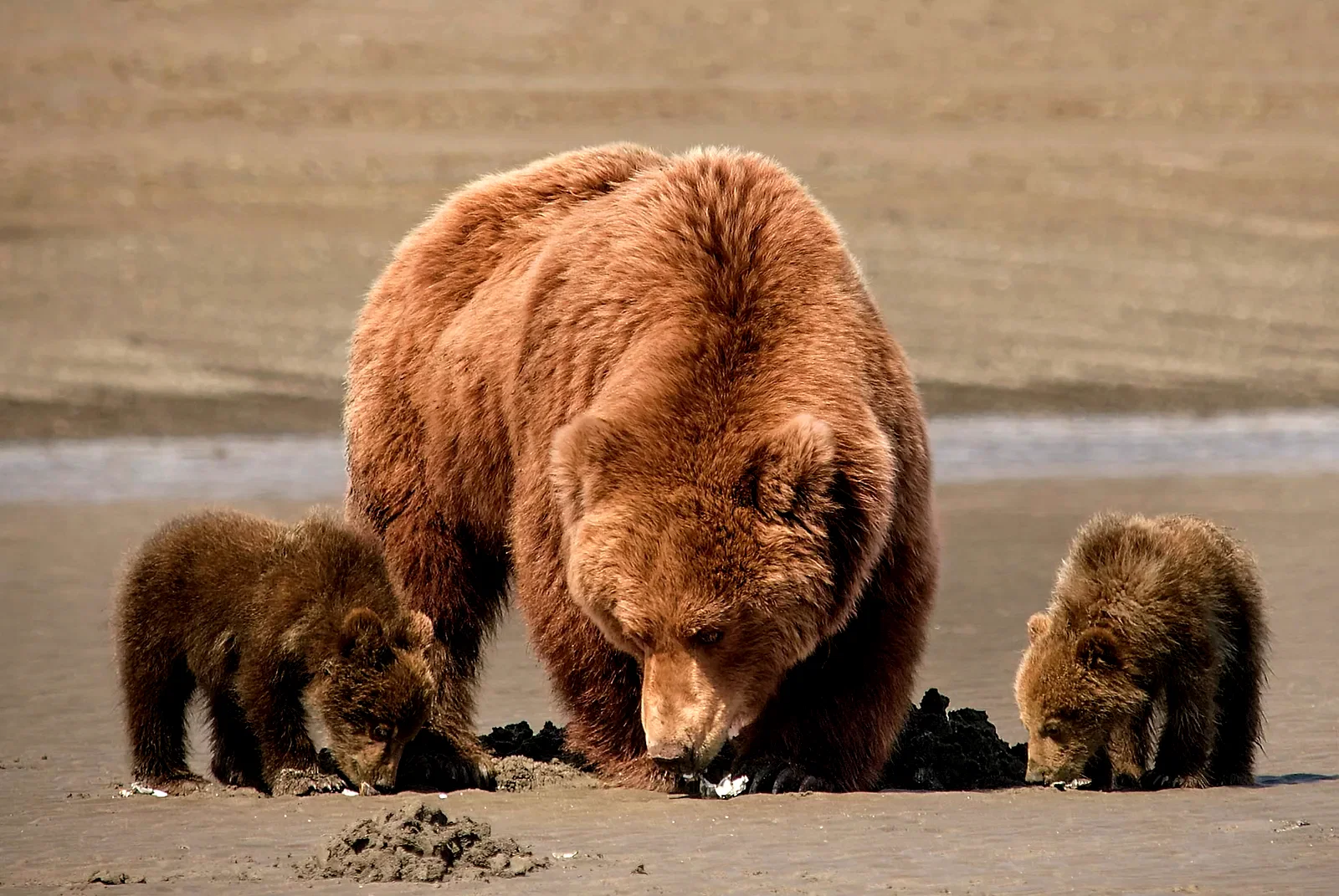 Photo 14 du film : Grizzly 