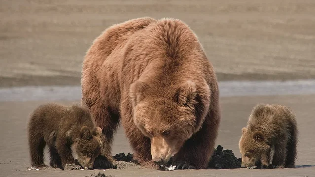 Photo du film : Grizzly 