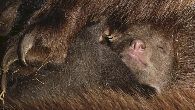 Photo du film : Grizzly 