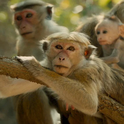 Miniature photo du film : Au royaume des singes