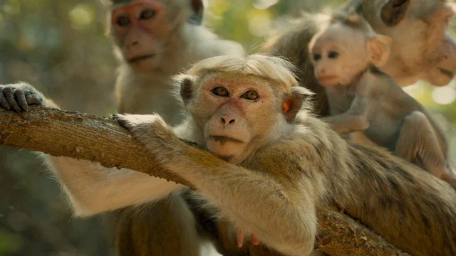 Photo du film : Au royaume des singes