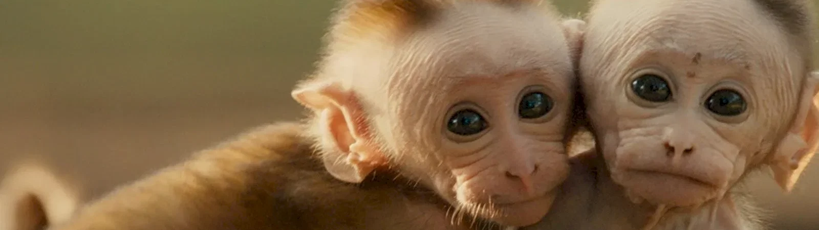 Photo du film : Au royaume des singes