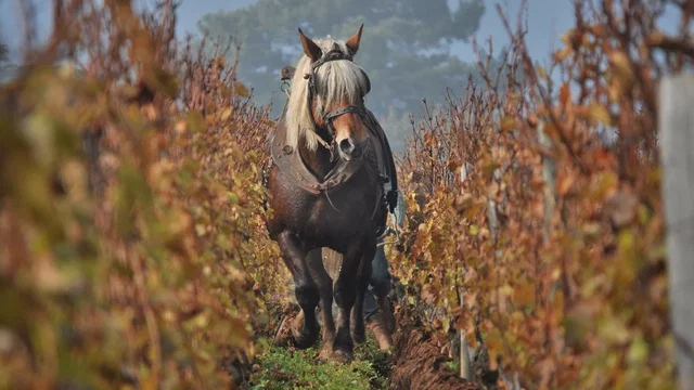 Photo du film : La Clef des terroirs