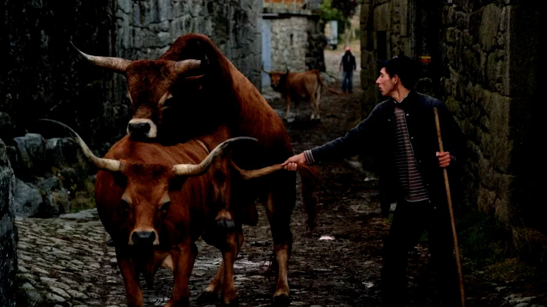 Photo 3 du film : Volta à terra