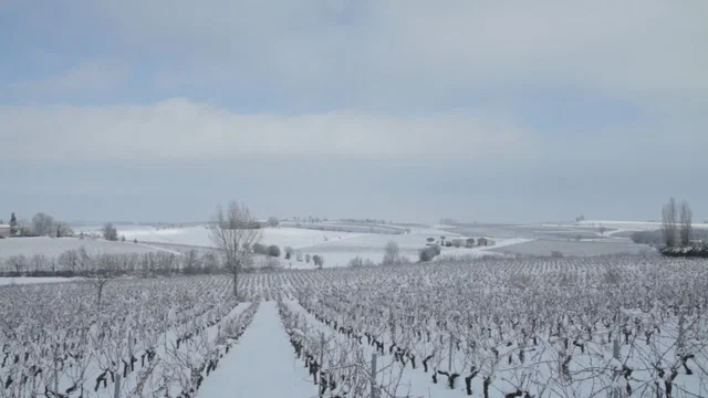 Photo 2 du film : Vendanges