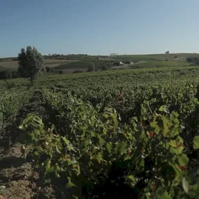 Photo du film : Vendanges
