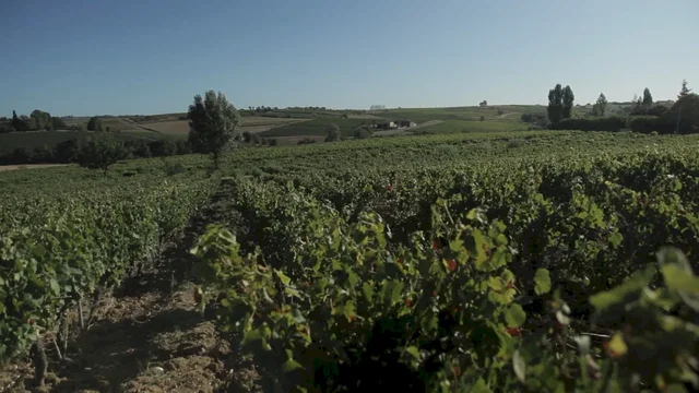 Photo 3 du film : Vendanges