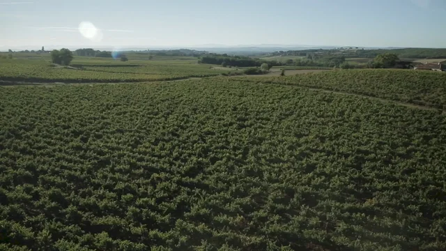 Photo 4 du film : Vendanges