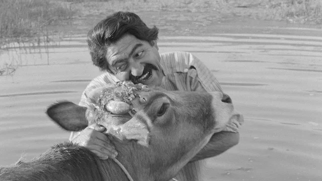 Photo 2 du film : La Vache