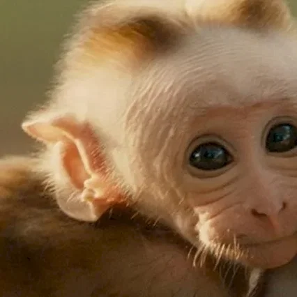 Miniature photo du film : Au royaume des singes