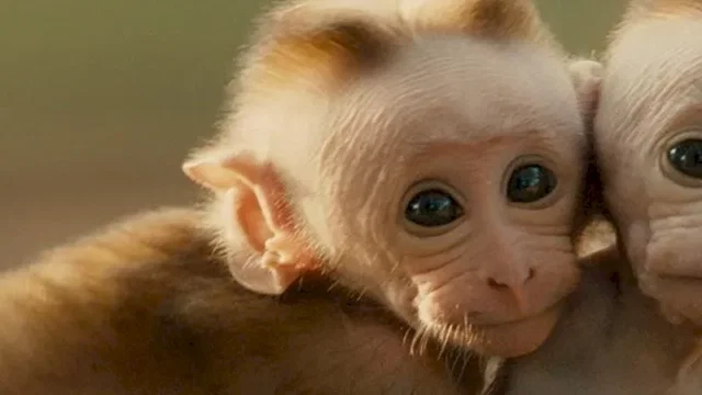 Affiche du film : Au royaume des singes