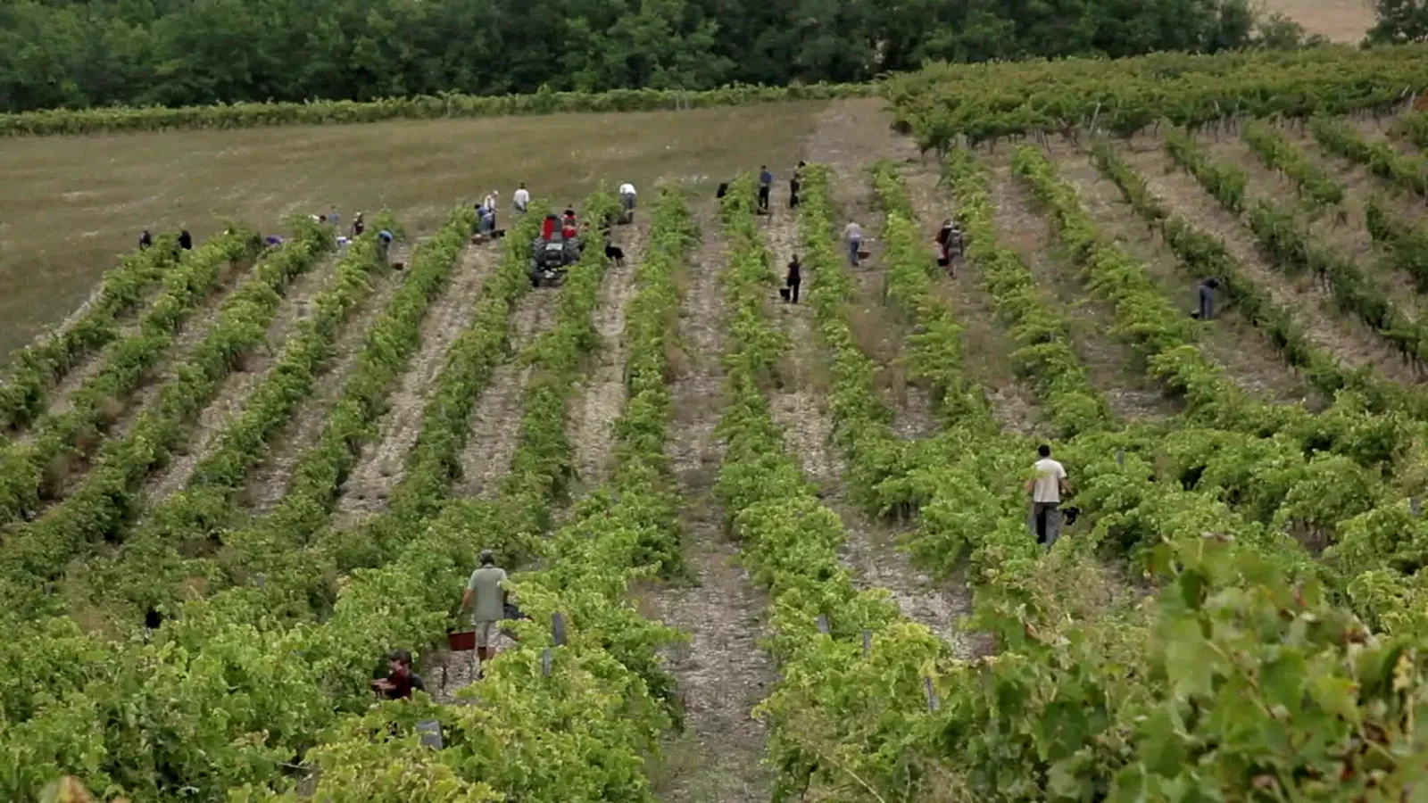 Photo 1 du film : Vendanges
