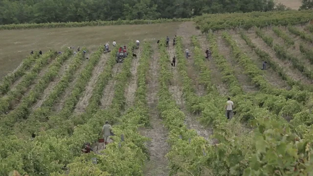 Photo 1 du film : Vendanges
