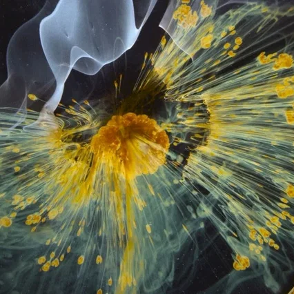 Miniature photo du film : Voyage of Time : Au fil de la vie