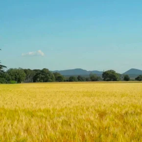 Photo du film : La belle occasion