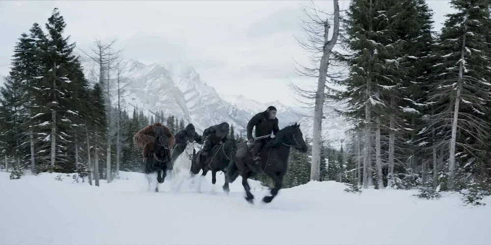 Photo 2 du film : La planète des singes - Suprématie