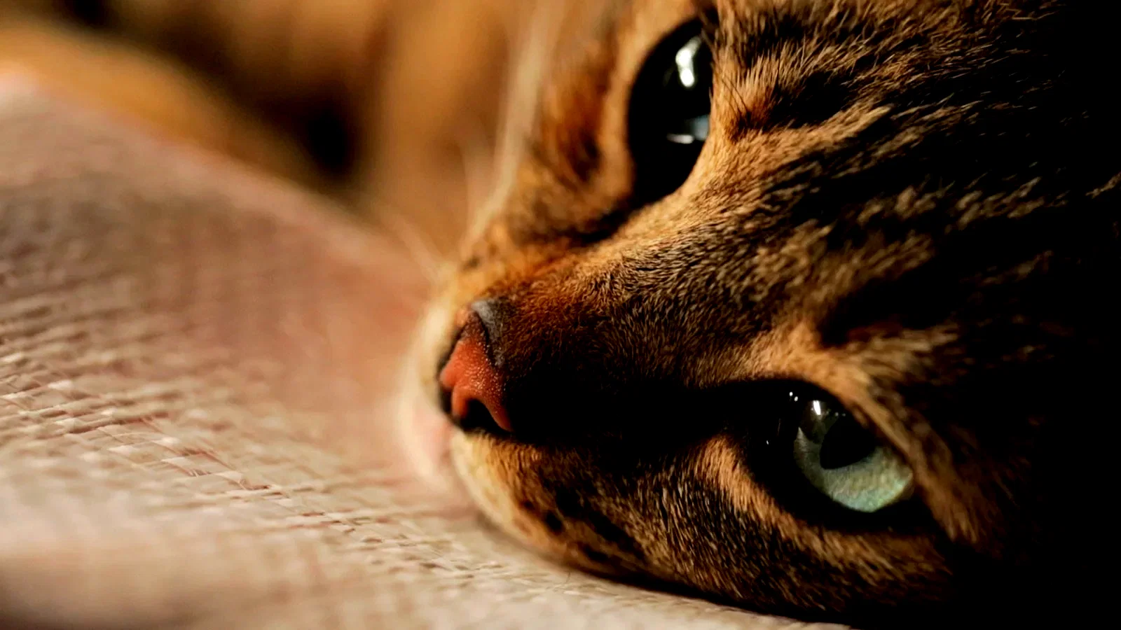 Photo du film : Kedi : des chats et des hommes