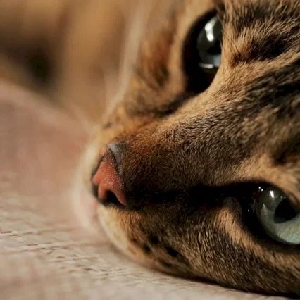 Miniature photo du film : Kedi : des chats et des hommes