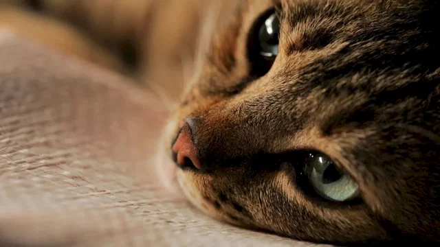 Affiche du film : Kedi : des chats et des hommes