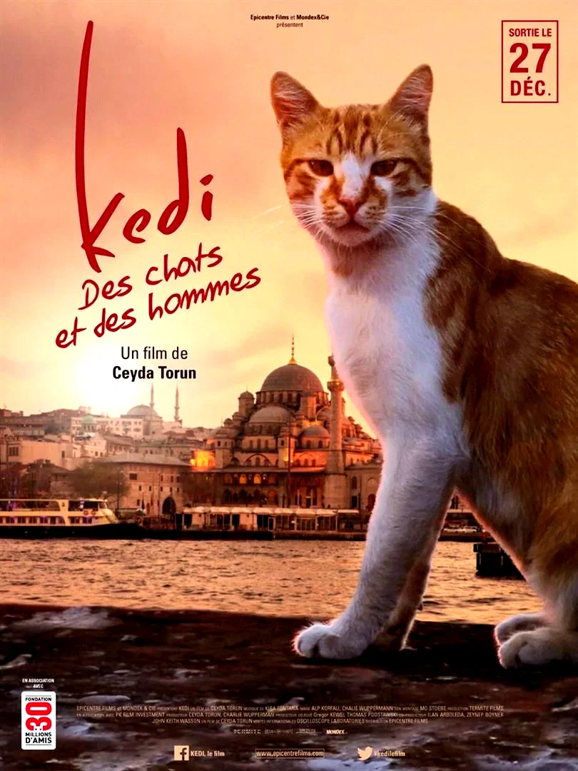 Affiche du film : Kedi : des chats et des hommes
