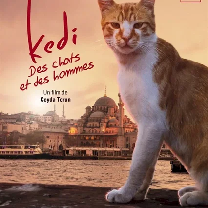 Miniature photo du film : Kedi : des chats et des hommes